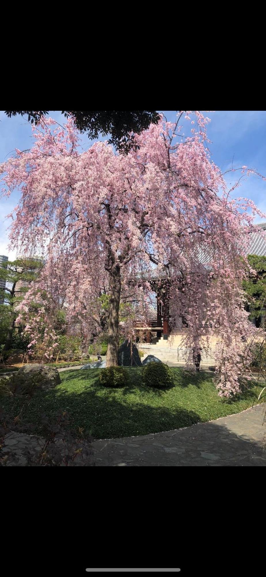 新宿庭院の屋-Shinjuku Garden Home -28 Square Meters King Size Bed Garden Room Τόκιο Εξωτερικό φωτογραφία
