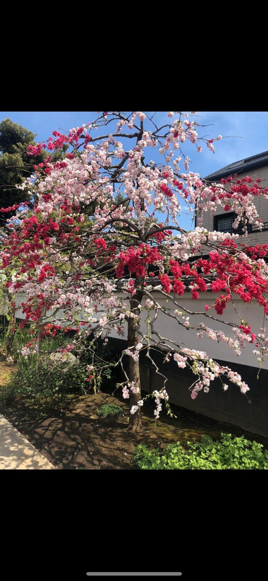 新宿庭院の屋-Shinjuku Garden Home -28 Square Meters King Size Bed Garden Room Τόκιο Εξωτερικό φωτογραφία