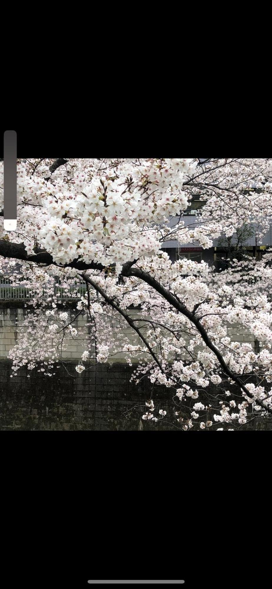 新宿庭院の屋-Shinjuku Garden Home -28 Square Meters King Size Bed Garden Room Τόκιο Εξωτερικό φωτογραφία